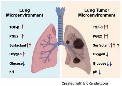 Frontiers Modulation Of Natural Killer Cell Exhaustion In The Lungs